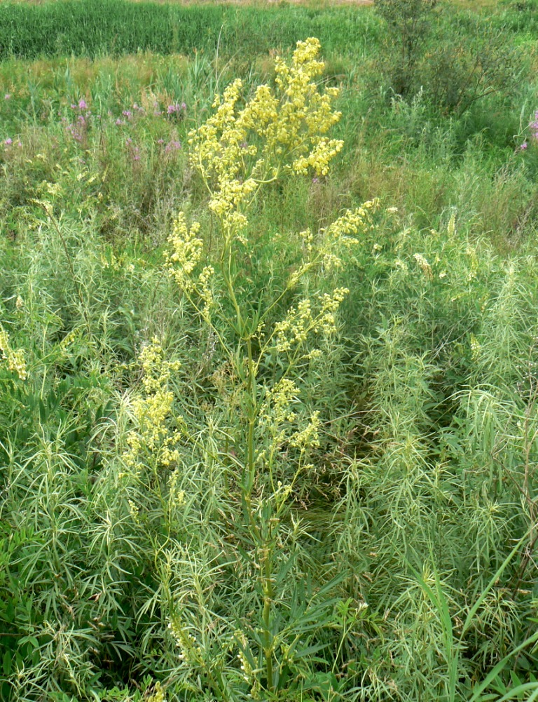 Изображение особи Thalictrum amurense.