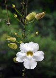 Thunbergia grandiflora. Цветок и чашечки опавших цветков. Малайзия, Куала-Лумпур, в культуре. 13.05.2017.