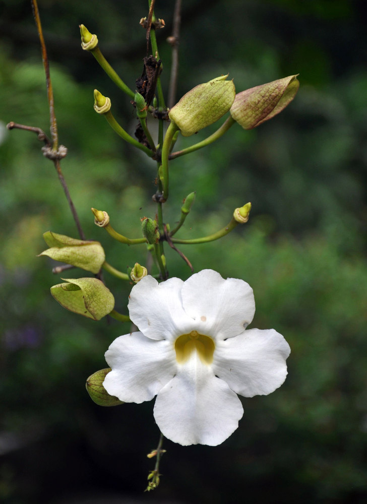 Image of Thunbergia grandiflora specimen.