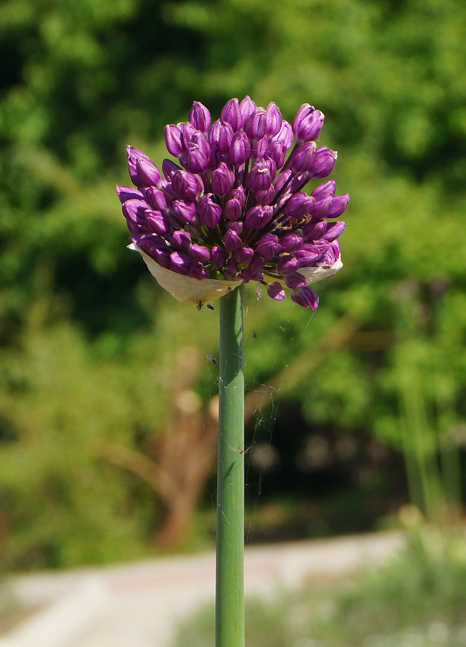 Image of genus Allium specimen.