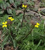 Erysimum substrigosum. Верхушка цветущего растения. Северная Осетия, верхняя часть Куртатинского ущелья, окр. селения Верхний Фиагдон. 06.05.2010.