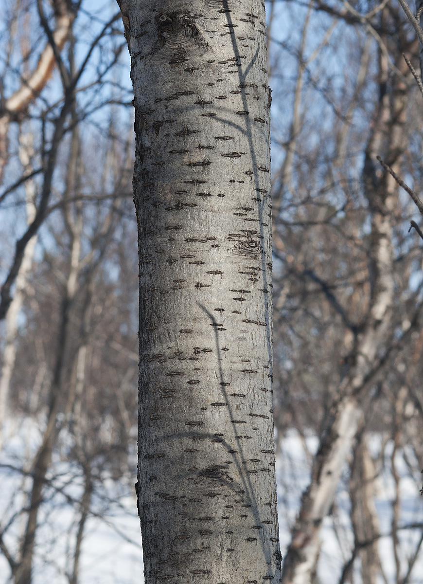 Image of Sorbus aucuparia ssp. glabrata specimen.