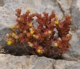 Sedum litoreum