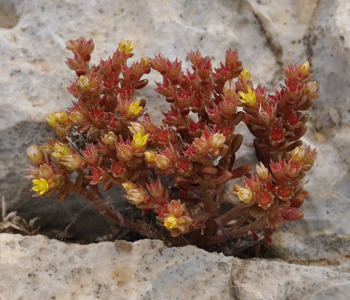 Изображение особи Sedum litoreum.