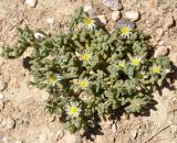 Mesembryanthemum nodiflorum