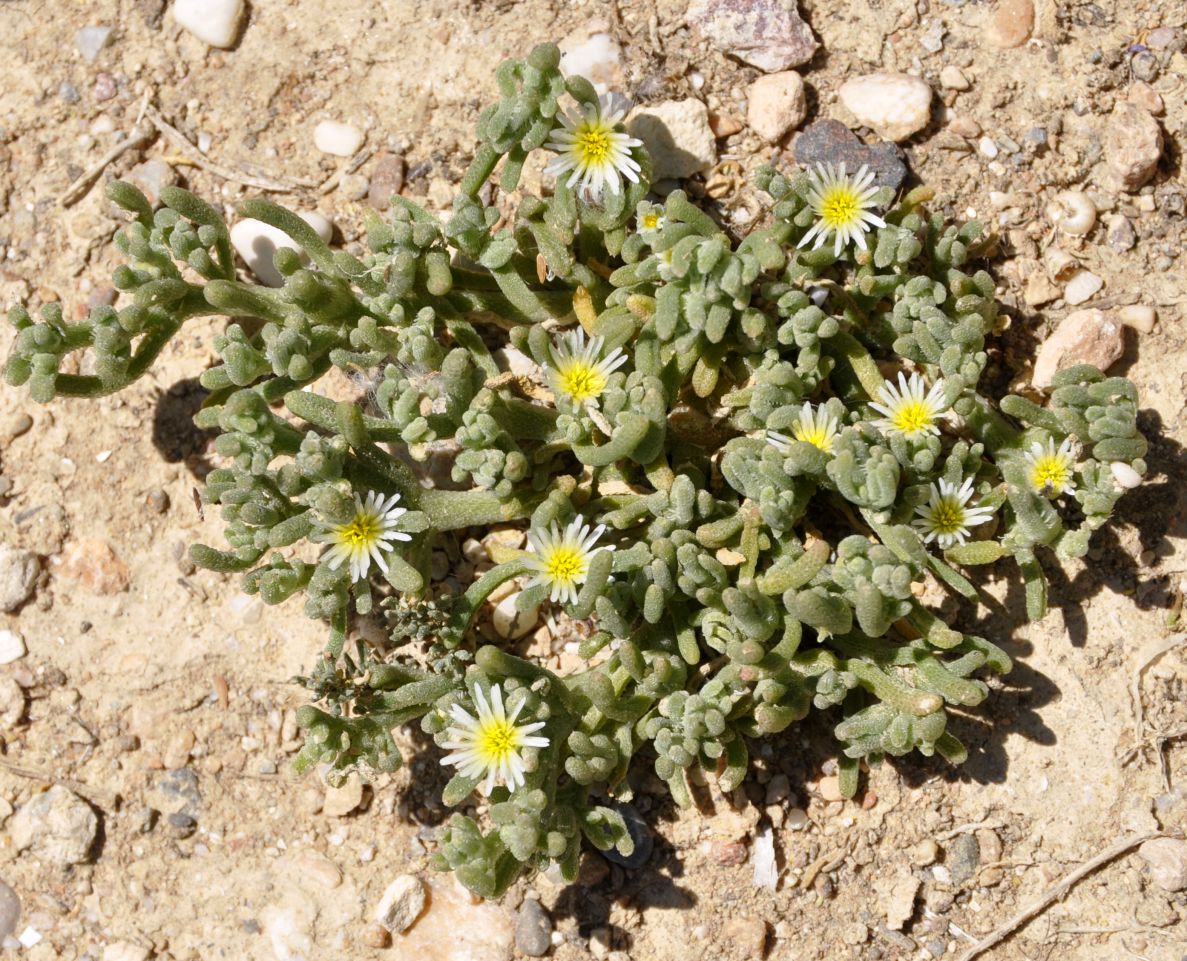 Image of Mesembryanthemum nodiflorum specimen.