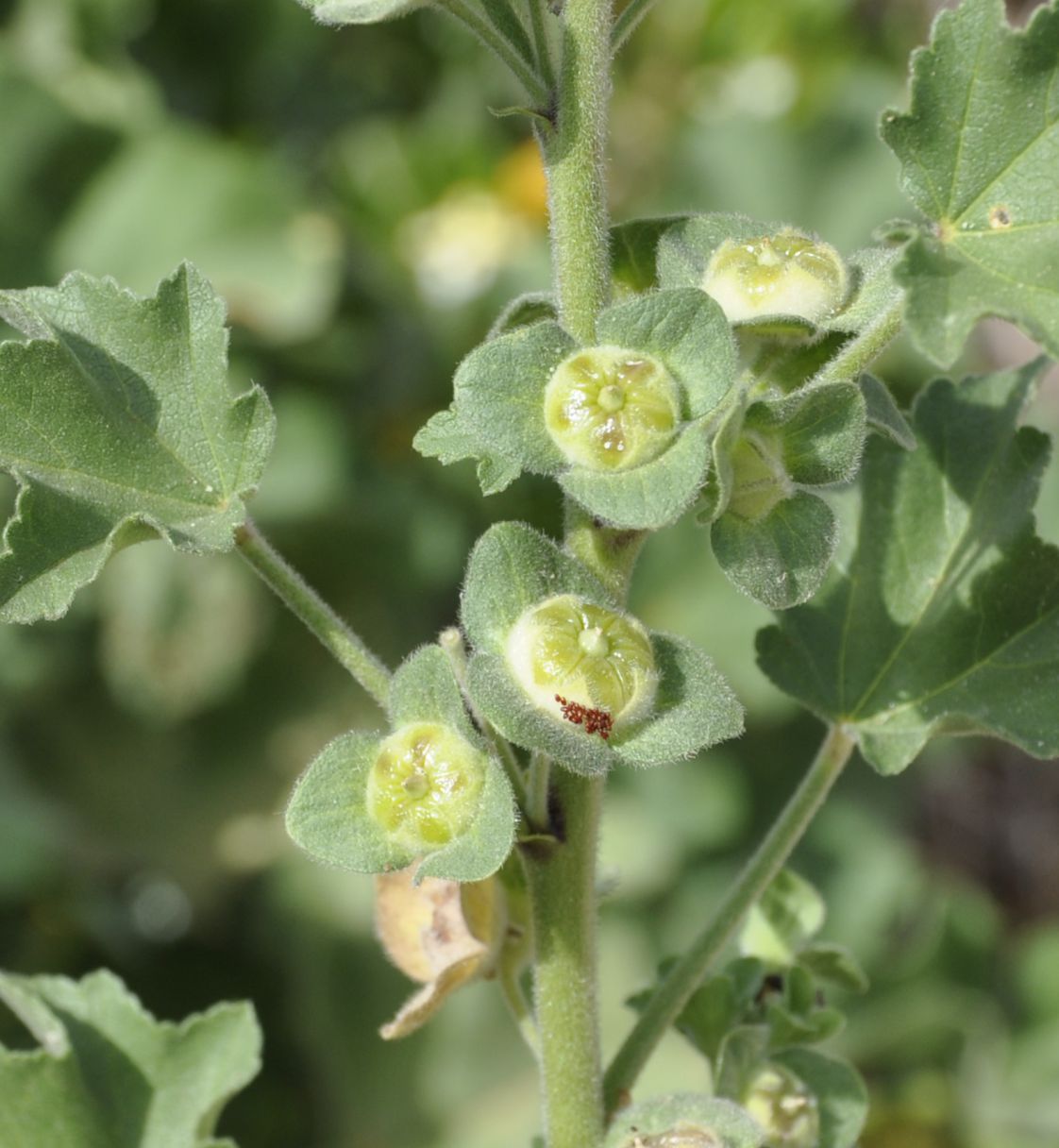 Image of Malva arborea specimen.
