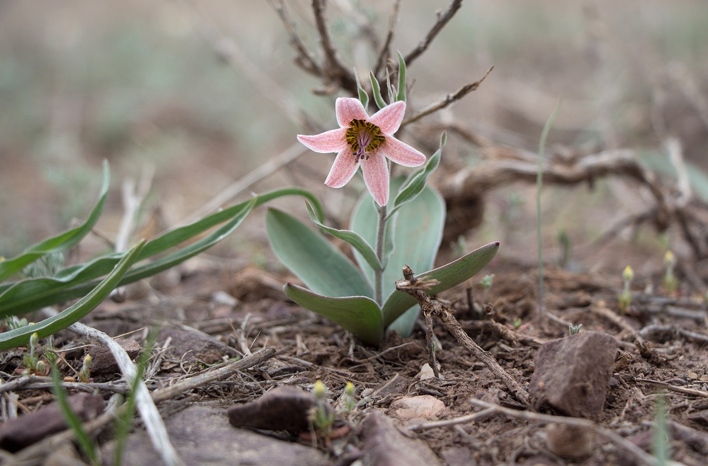 Изображение особи Rhinopetalum karelinii.