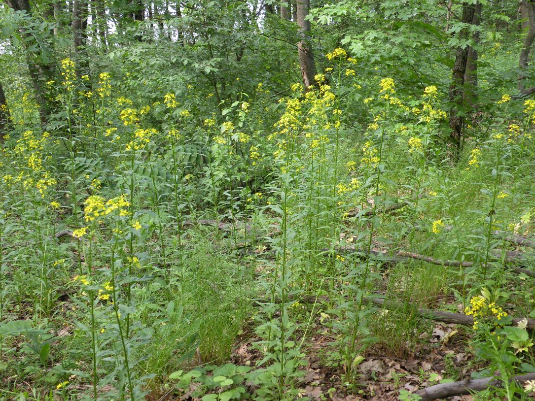 Изображение особи Erysimum aureum.