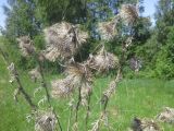 Cirsium vulgare. Верхушка высохших прошлогодних побегов с соплодиями. Московская обл., Луховицкий р-н, долина реки Ройка, сухой луг. 28.05.2018.