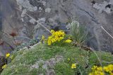 Draba bryoides. Цветущие растения. Грузия, Казбегский муниципалитет, вост. склон горы Казбек, на скальном выходе. 22.05.2018.