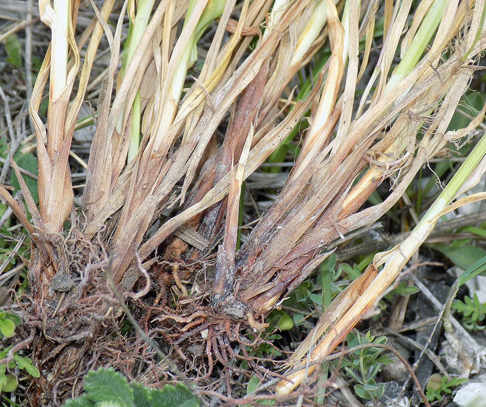 Изображение особи Carex diluta.