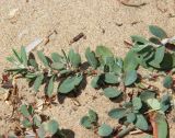 Polygonum maritimum