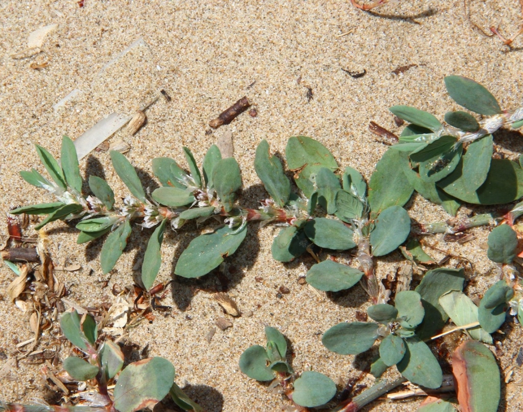 Изображение особи Polygonum maritimum.