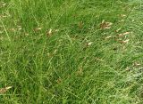 Carex disticha