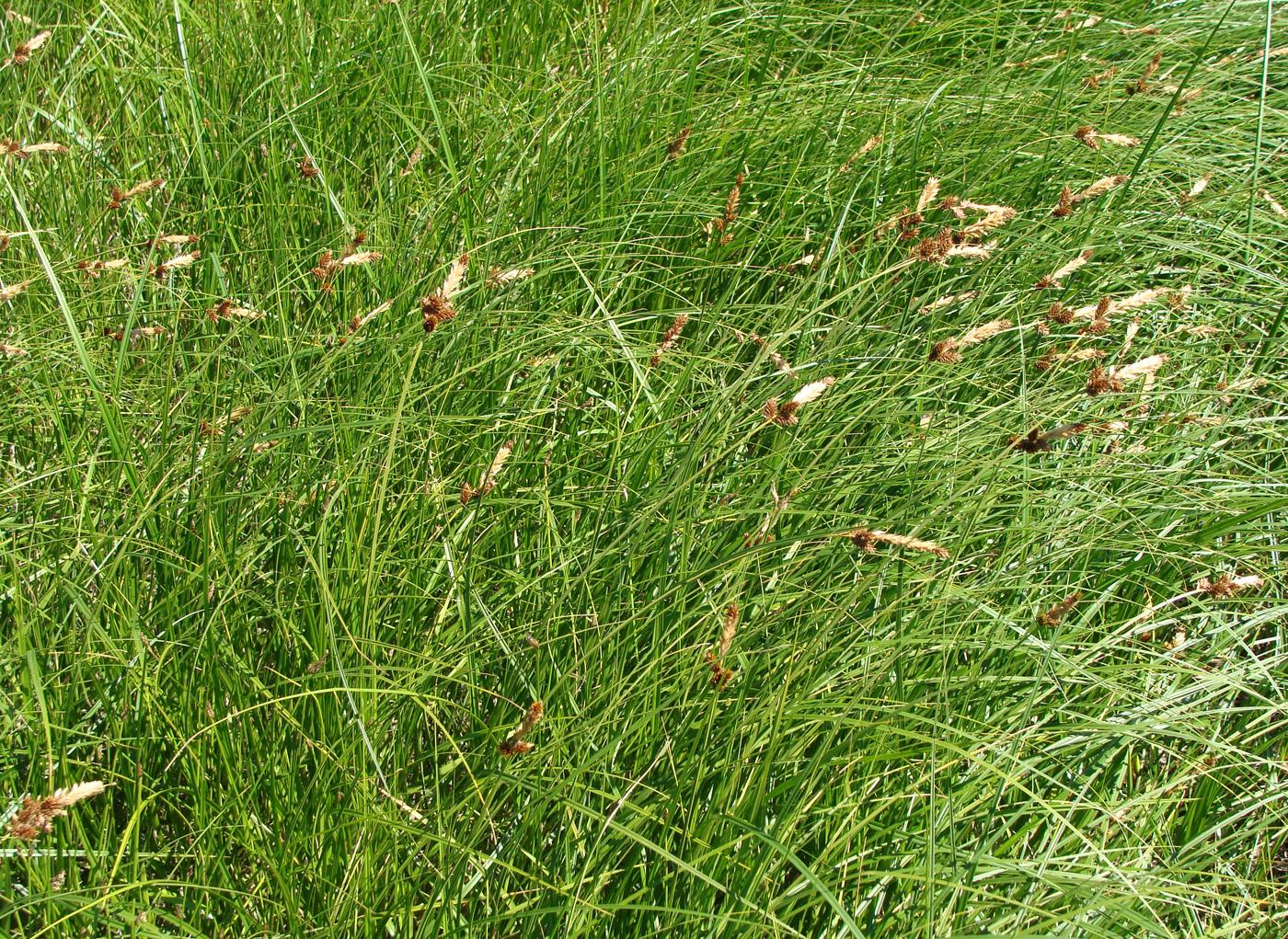 Image of Carex disticha specimen.
