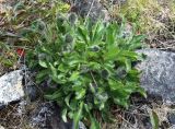 Hieracium alpinum