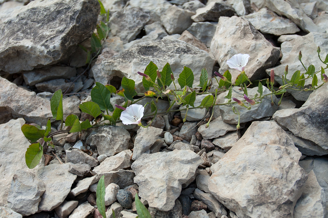 Изображение особи Convolvulus arvensis.