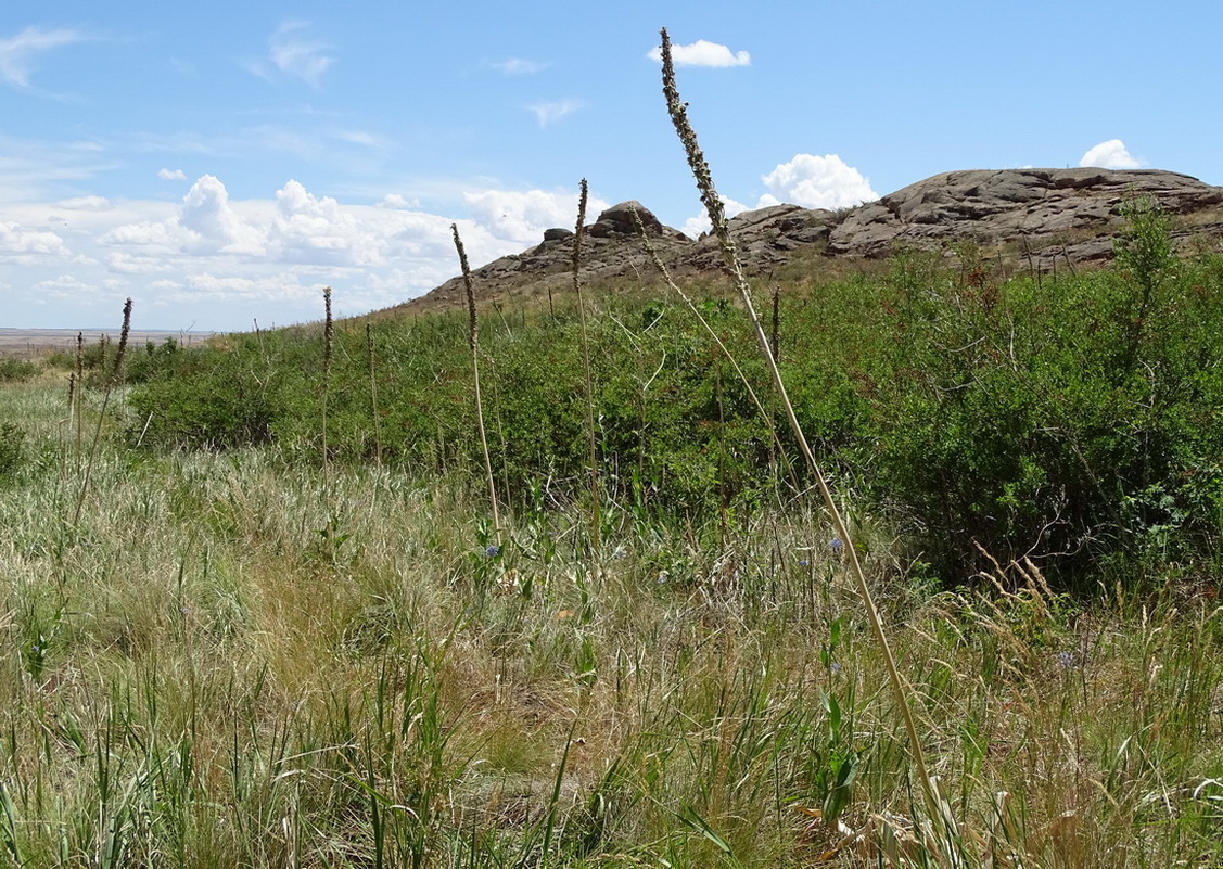 Изображение особи Eremurus cristatus.