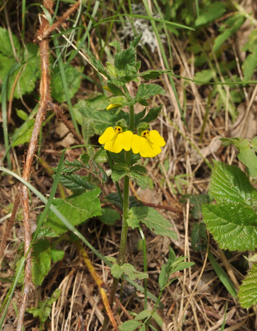 Image of Rhynchocorys stricta specimen.