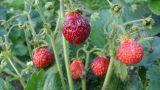 род Fragaria