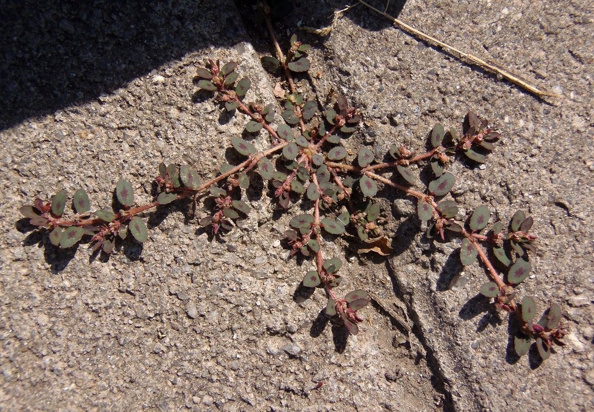 Image of Euphorbia maculata specimen.