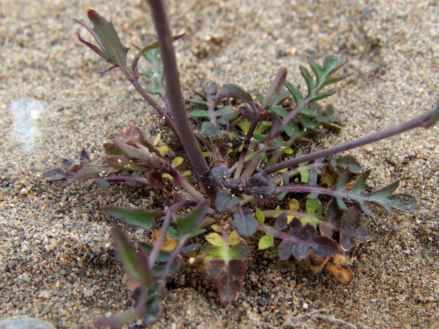 Image of Arabidopsis lyrata specimen.