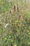 Dipsacus fullonum