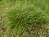 Carex montana