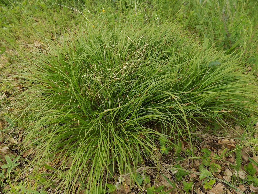 Image of Carex montana specimen.