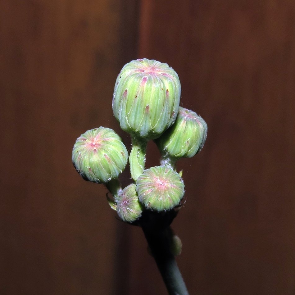 Image of Sonchus oleraceus specimen.