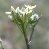 Camelina rumelica