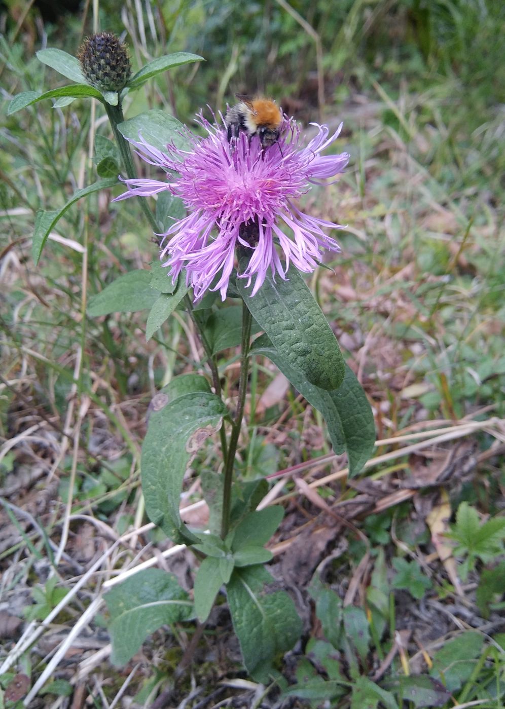 Изображение особи Centaurea salicifolia.