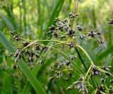 Scirpus sylvaticus. Верхушка соцветия. Нижегородская обл., окр. г. Шумерля, пойма р. Сура, оз. Холодное. 11 июня 2008 г.