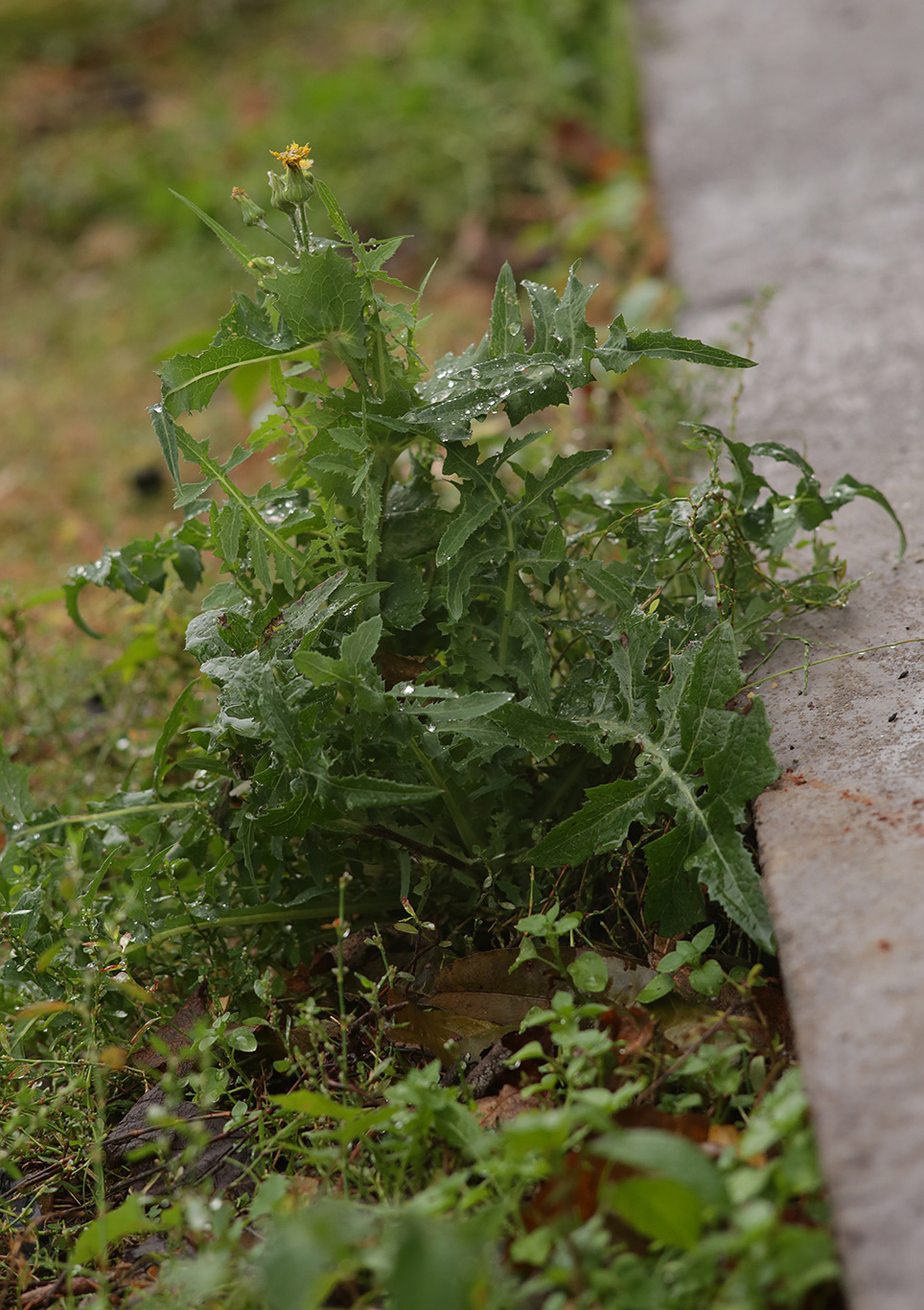 Изображение особи Sonchus oleraceus.