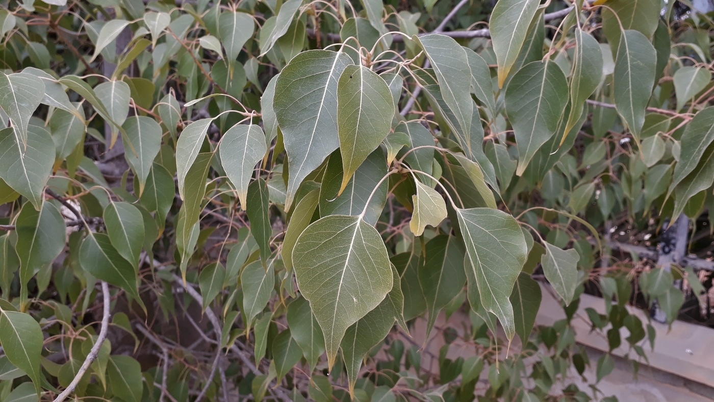 Изображение особи Brachychiton populneus.