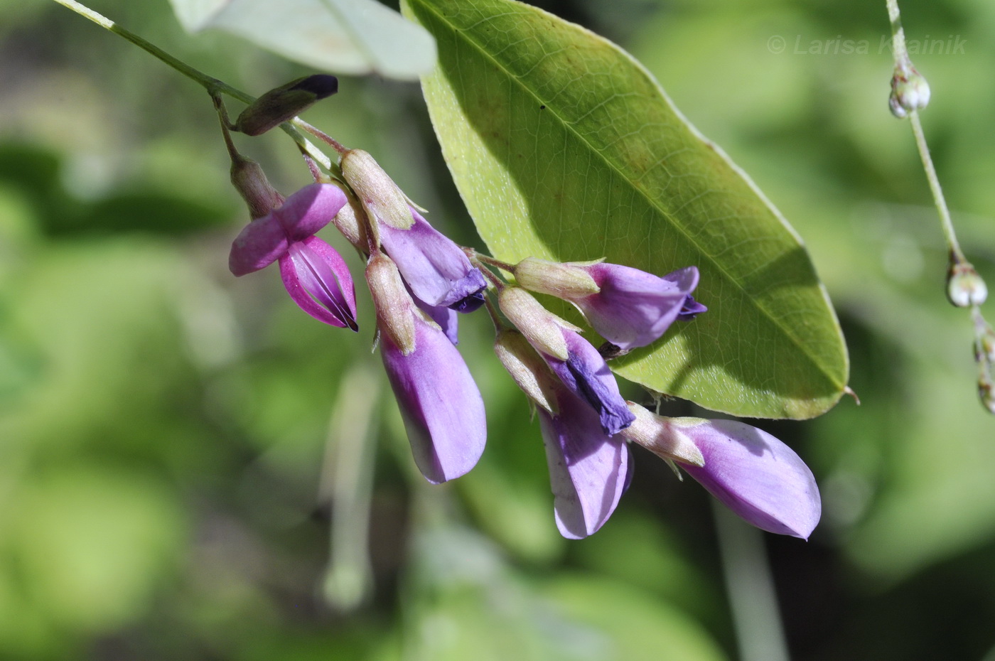 Изображение особи Lespedeza bicolor.