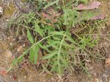 Centaurea scabiosa