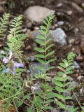 Astragalus subpolaris