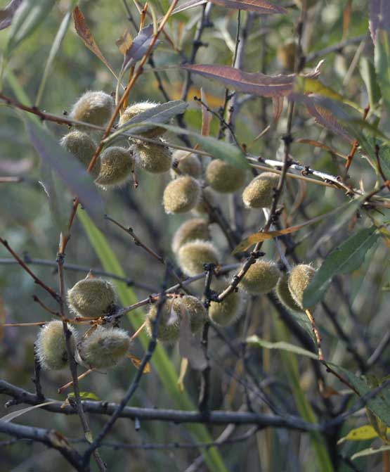 Изображение особи Amygdalus nana.