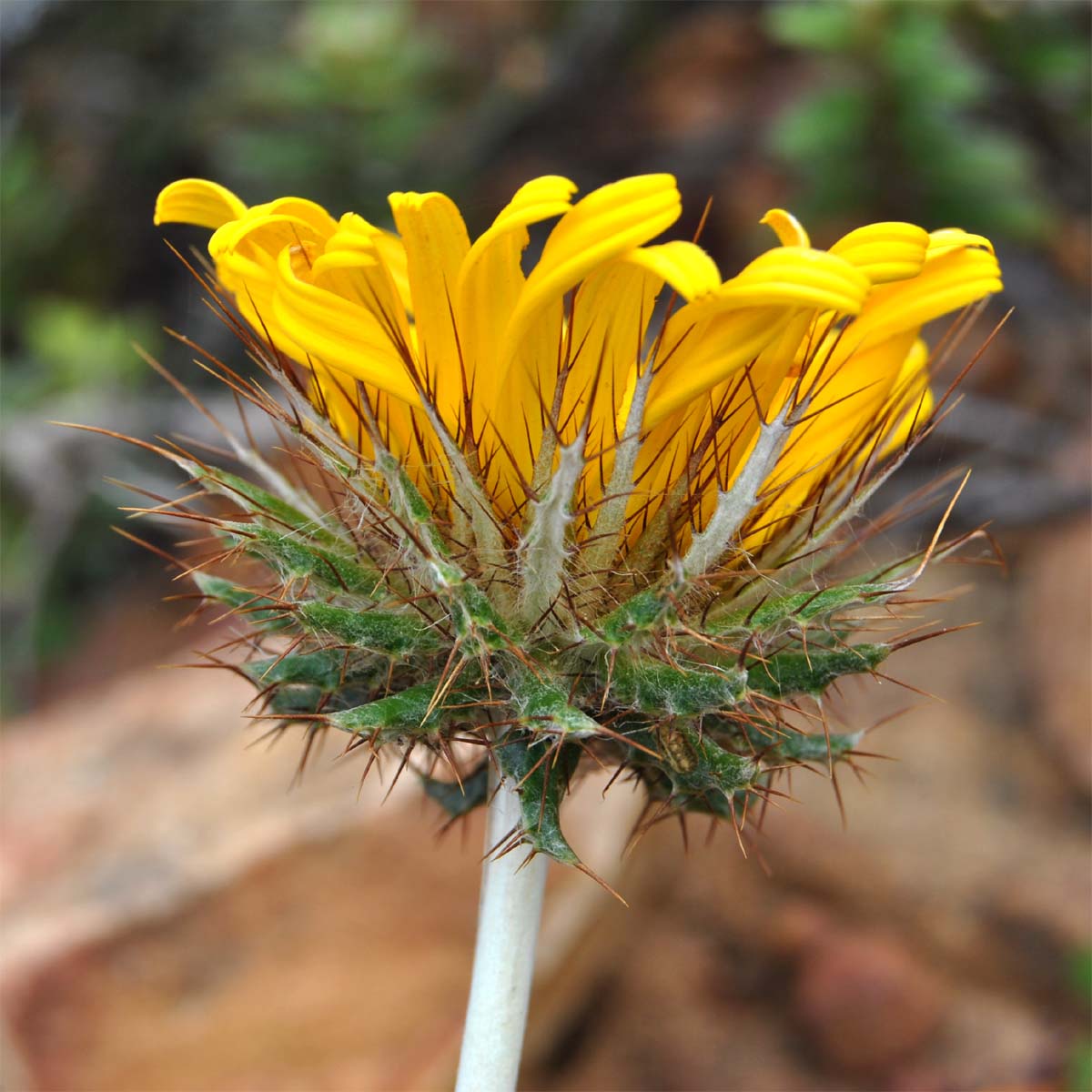 Image of Berkheya barbata specimen.