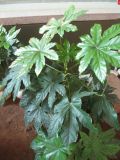 Fatsia japonica