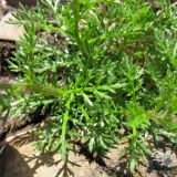 Achillea schurii