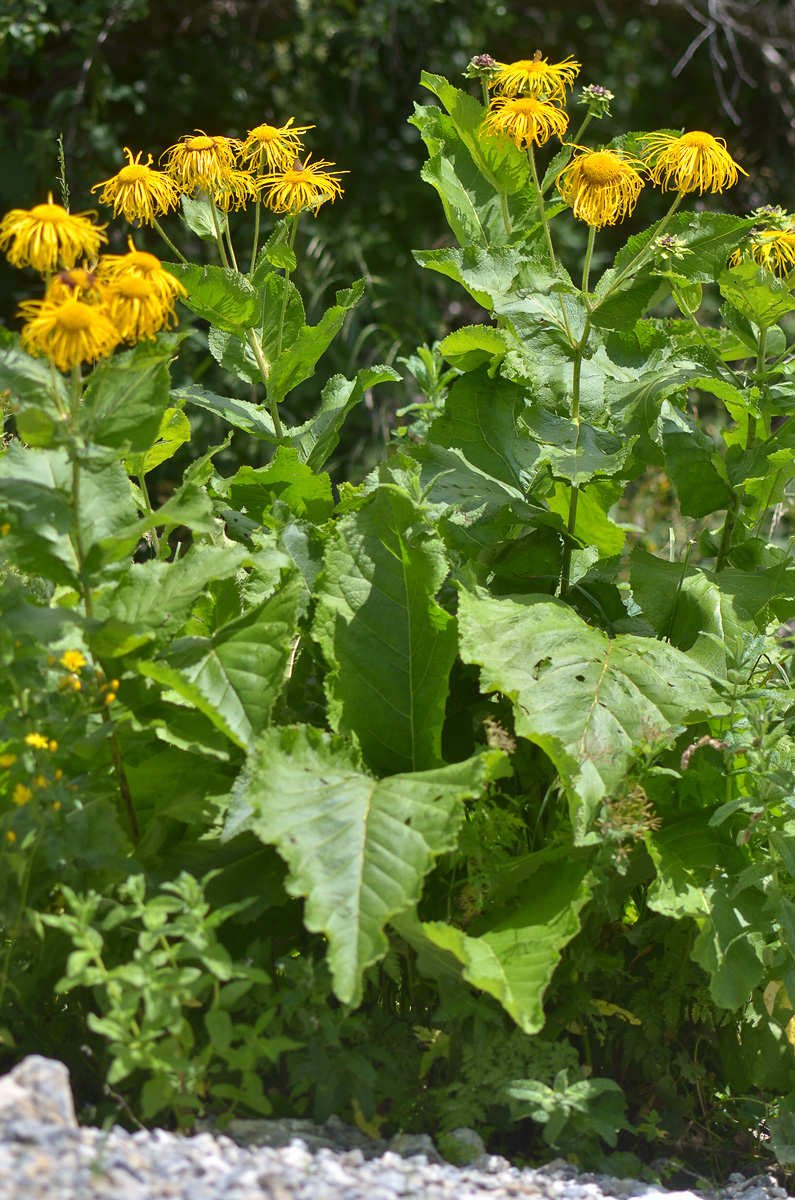 Изображение особи Inula magnifica.
