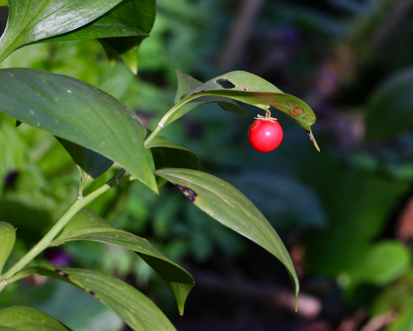 Изображение особи Ruscus colchicus.