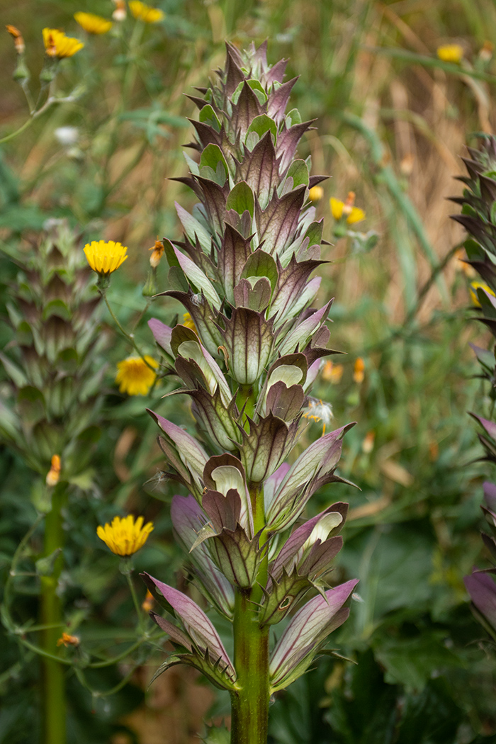 Image of Acanthus mollis specimen.