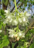 Staphylea pinnata. Соцветие с пчелой Apis mellifera. Крым, Симферополь, ботанический сад, в культуре. 28 апреля 2019 г.