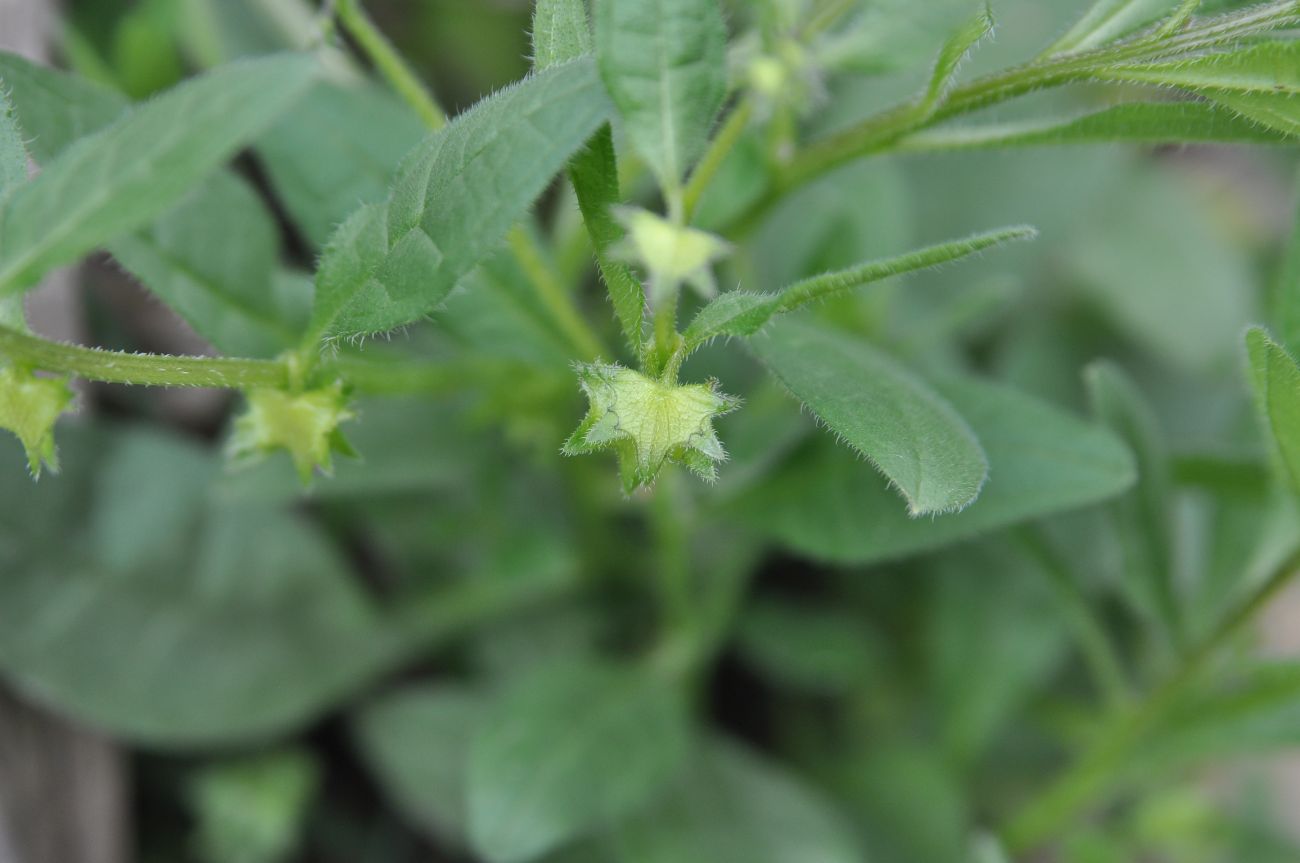 Image of Asperugo procumbens specimen.