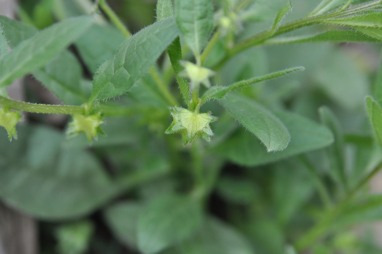 Изображение особи Asperugo procumbens.