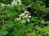 Cardamine yezoensis